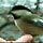 hand feeding a chickadee